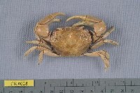 藏品(隆背張口蟹)的圖片